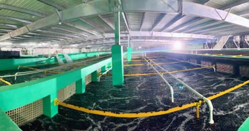 農(nóng)業(yè)農(nóng)村部再提水產(chǎn)綠色養(yǎng)殖,海璟水產(chǎn)以技術(shù)推動目標實現(xiàn)