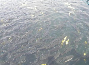 屋頂建個魚塘就不怕熱了 網(wǎng)友 你想過魚的感受嗎 路由器IT網(wǎng)