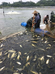 四川邛崍市南寶山水產(chǎn)養(yǎng)殖邁向品牌化