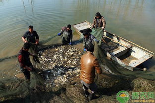 淺談水產生態(tài)養(yǎng)殖技術的應用