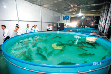 自主研發(fā)&ldquo;黑科技&rdquo;亮相!看設(shè)施農(nóng)業(yè)&ldquo;青島策&rdquo;如何叫響全國(guó)