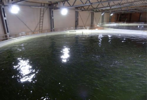 重磅 飛利浦推出 光配方 產(chǎn)品,生長(zhǎng)速度提高10