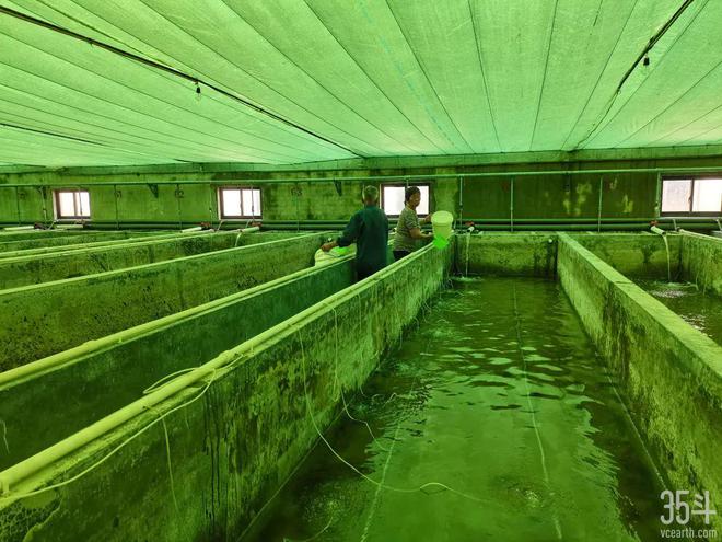 福居農(nóng)業(yè):年營收達2.8億元,爭做紅螯螯蝦育繁推一體化領軍企業(yè)