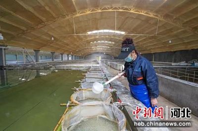 河北灤南:水產(chǎn)工廠化養(yǎng)殖促增收