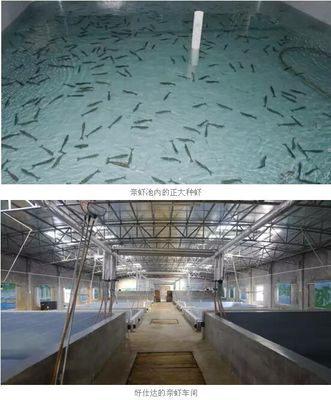 好仕達引進七千對正大親蝦,生態育苗受肯定