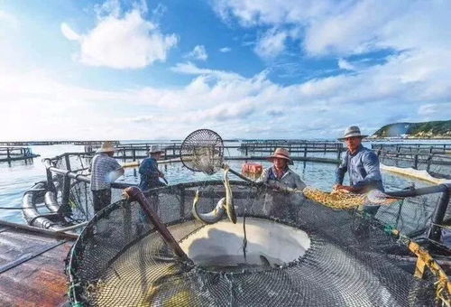 這條魚在麗水徹底火了 雙十二要搞大事...