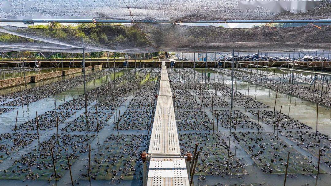 國家種業(yè)陣型企業(yè)丨中洋集團助力河鲀、蛙類&ldquo;破難題&rdquo;