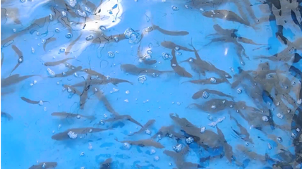 米林市人民政府網