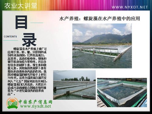 水產養殖 螺旋藻在水產養殖中的應用