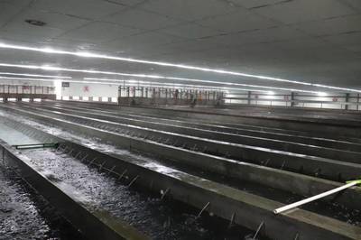 年產(chǎn)魚苗超1000億尾占全國10%!還斥資2.61億打造魚花產(chǎn)業(yè)園!這個小鎮(zhèn)為什么這么牛?