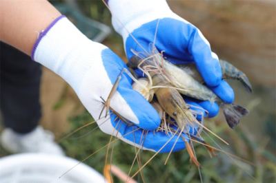 潢川縣豫東南正大水產(chǎn)研發(fā)基地首批羅氏沼蝦上市啦!