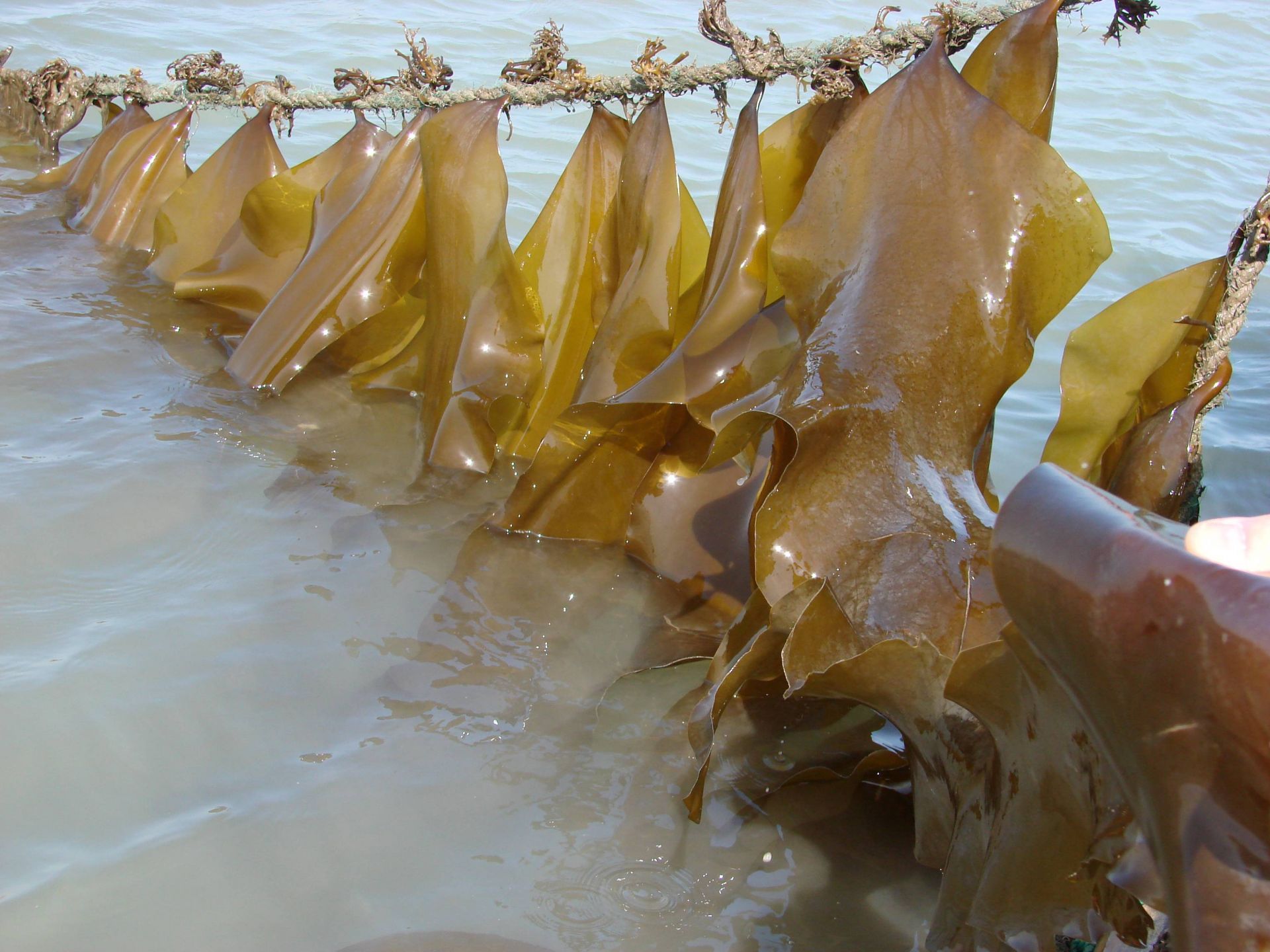 探秘海藻世界 全國(guó)海帶養(yǎng)殖起源青島，新品種誕生與農(nóng)家樂(lè)觀光服務(wù)