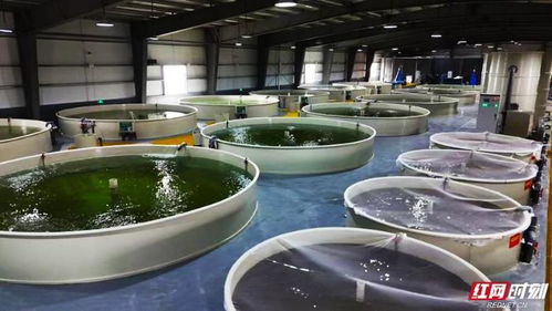 活魚(yú)游出新天地 湖南設(shè)施漁業(yè)引領(lǐng)高質(zhì)量發(fā)展與農(nóng)家樂(lè)休閑觀光服務(wù)