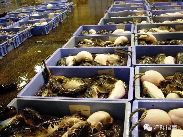 紅鰭東方鲀 美無(wú)度、禍無(wú)涯——水產(chǎn)養(yǎng)殖的雙刃劍