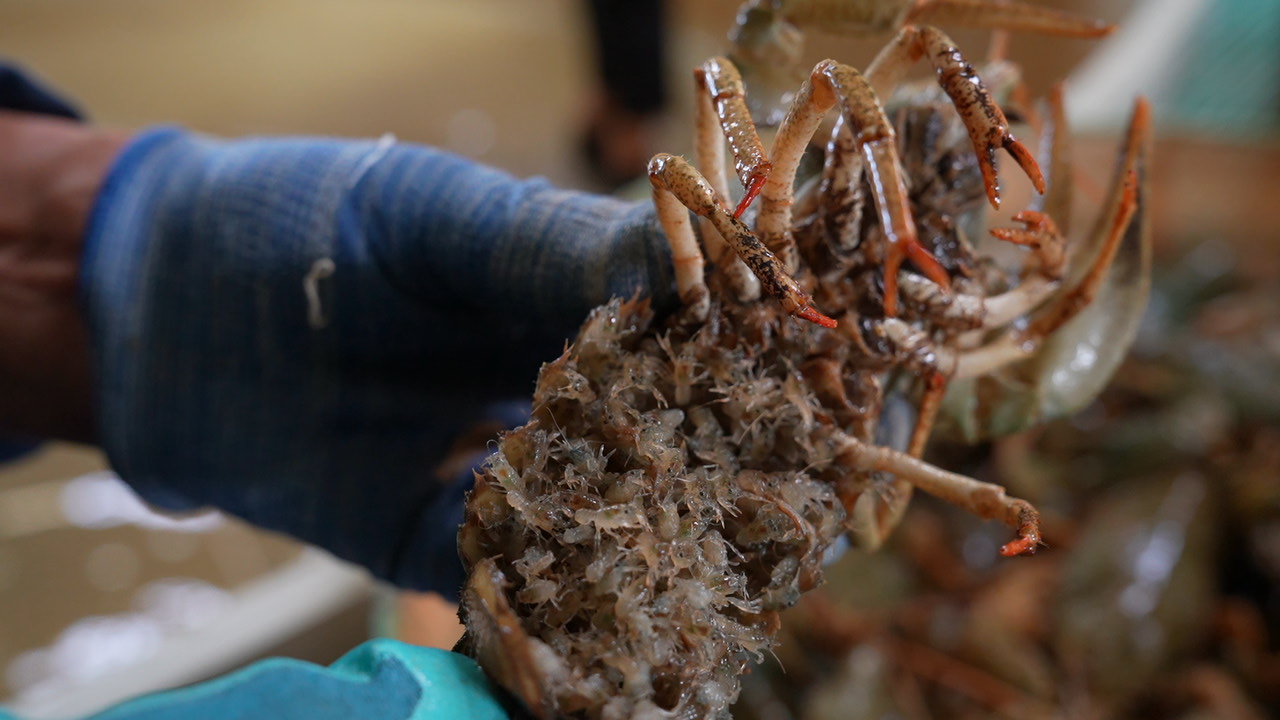 吉木乃縣窄螯螯蝦人工孵化成功 特色水產(chǎn)養(yǎng)殖與休閑觀光融合發(fā)展