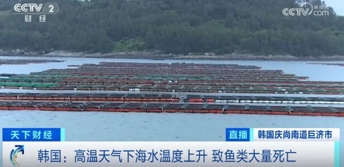 損失超1.5億元！魚(yú)類(lèi)大量死亡重創(chuàng)水產(chǎn)養(yǎng)殖業(yè)，技術(shù)研發(fā)迫在眉睫
