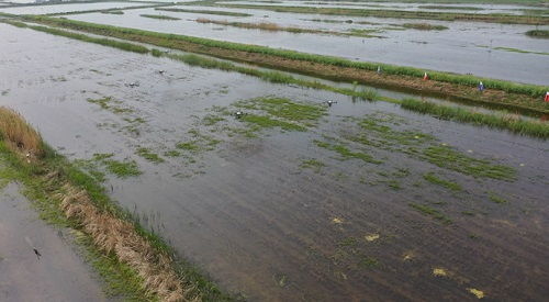 科技賦能，泗洪水產(chǎn)養(yǎng)殖迎發(fā)展新機(jī)遇